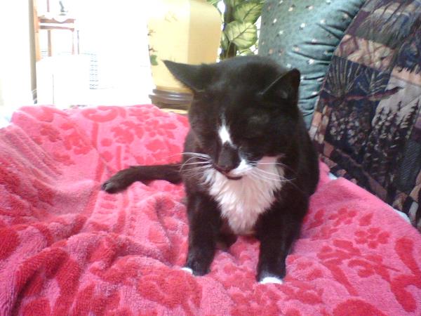 /Images/uploads/Humane Rescue Alliance/HRACalendarPhotoContest/entries/8842thumb.jpg